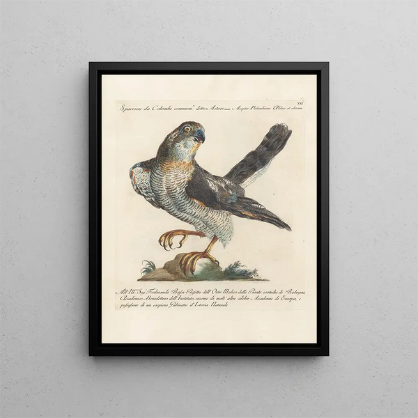 Ornithologie metodiskt bearbetad Pl021 - Saverio Manetti — inramlat konstverk på väggen