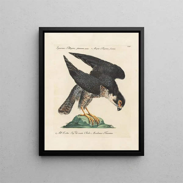 Ornithologie metodiskt bearbetad Pl024 - Saverio Manetti — inramlat konstverk på väggen