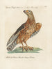 Ornithologie metodiskt bearbetad Pl026 - Saverio Manetti — vy av konstverket