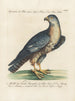 Ornithologie metodiskt bearbetad Pl027 - Saverio Manetti — vy av konstverket