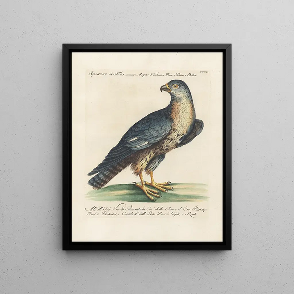 Saverio Manetti - Ornithologia methodice digesta Pl027.webp