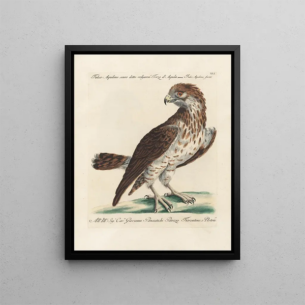 Ornithologie metodiskt bearbetad Pl041 - Saverio Manetti — inramlat konstverk på väggen