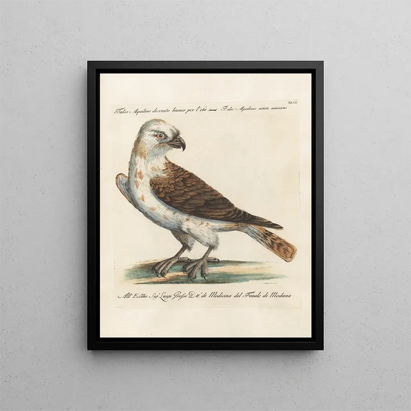 Ornithologie metodiskt bearbetad Pl043 - Saverio Manetti — inramlat konstverk på väggen