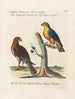 Ornithologie metodiskt bearbetad Pl044 - Saverio Manetti — vy av konstverket