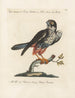 Ornithologie metodiskt bearbetad Pl045 - Saverio Manetti — vy av konstverket
