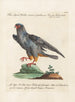 Ornithologie metodiskt bearbetad Pl046 - Saverio Manetti — vy av konstverket