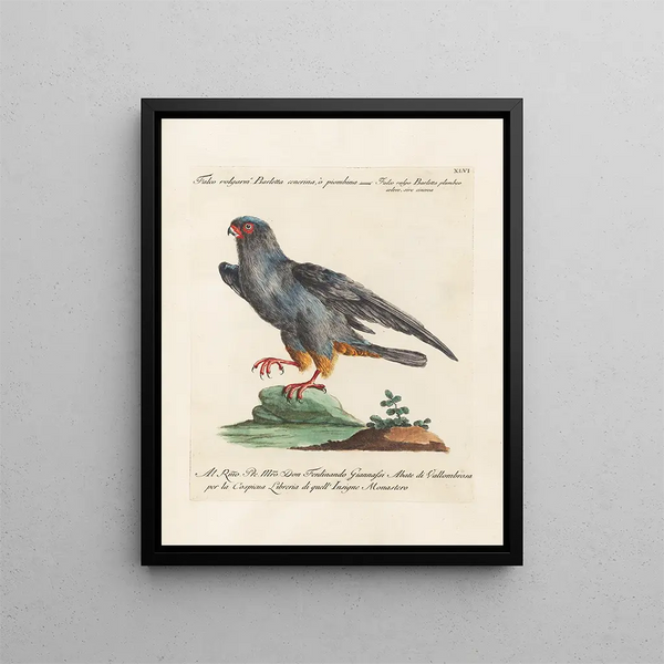 Ornithologie metodiskt bearbetad Pl046 - Saverio Manetti — inramlat konstverk på väggen