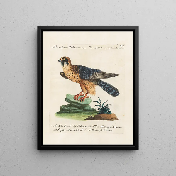 Ornithologie metodiskt bearbetad Pl048 - Saverio Manetti — inramlat konstverk på väggen