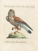 Ornithologie metodiskt bearbetad Pl051 - Saverio Manetti — vy av konstverket