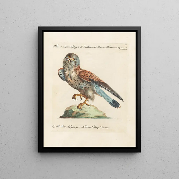 Ornithologie metodiskt bearbetad Pl051 - Saverio Manetti — inramlat konstverk på väggen
