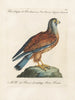 Ornithologie metodiskt bearbetad Pl052 - Saverio Manetti — vy av konstverket
