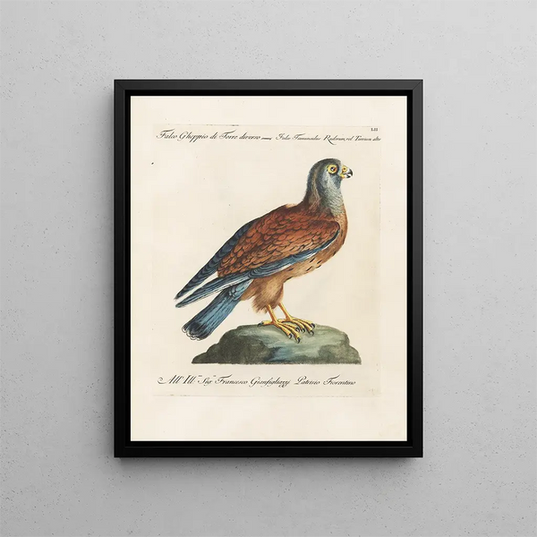 Ornithologie metodiskt bearbetad Pl052 - Saverio Manetti — inramlat konstverk på väggen