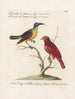 Ornithologie metodiskt bearbetad Pl058 - Saverio Manetti — vy av konstverket