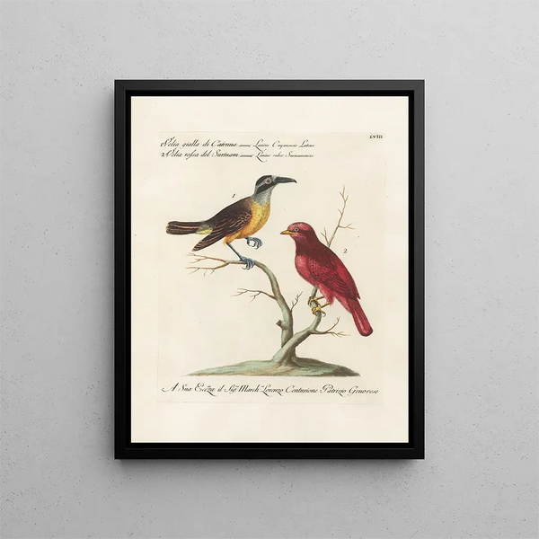 Saverio Manetti - Ornithologia methodice digesta Pl058.webp