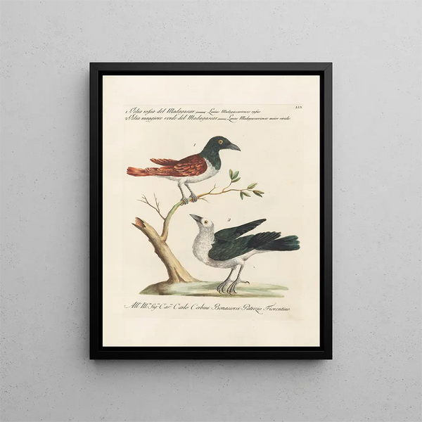 Ornithologie metodiskt bearbetad Pl059 - Saverio Manetti — inramlat konstverk på väggen