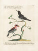 Ornithologie metodiskt bearbetad Pl062 - Saverio Manetti — vy av konstverket