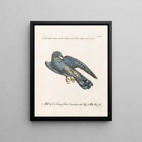 Ornithologie metodiskt bearbetad Pl067 - Saverio Manetti — inramlat konstverk på väggen