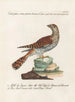 Ornithologie metodiskt bearbetad Pl068 - Saverio Manetti — vy av konstverket