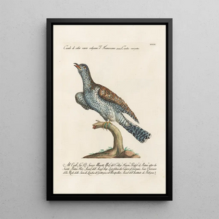 Saverio Manetti - Ornithologia methodice digesta Pl069.webp