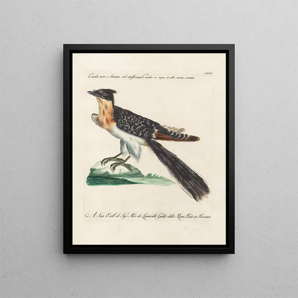 Ornithologie metodiskt bearbetad Pl071 - Saverio Manetti — inramlat konstverk på väggen