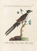 Ornithologie metodiskt bearbetad Pl074 - Saverio Manetti — vy av konstverket