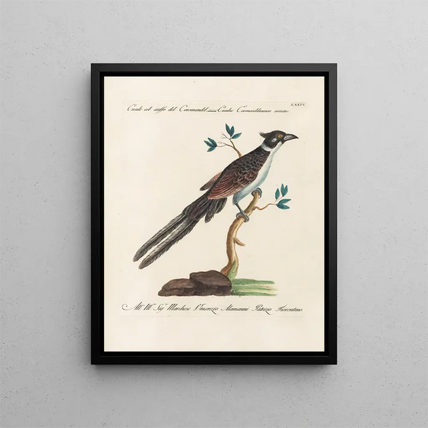 Ornithologie metodiskt bearbetad Pl074 - Saverio Manetti — inramlat konstverk på väggen