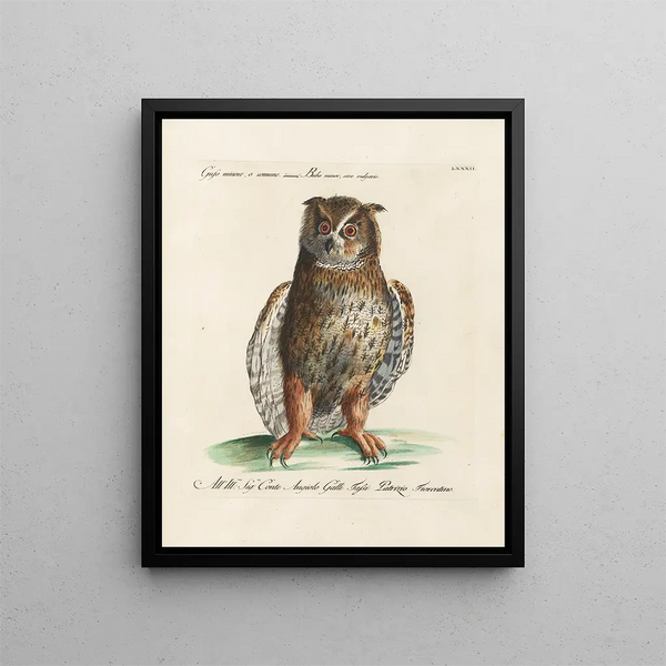 Ornithologie metodiskt bearbetad Pl082 - Saverio Manetti — inramlat konstverk på väggen