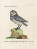 Ornithologie metodiskt bearbetad Pl088 - Saverio Manetti — vy av konstverket