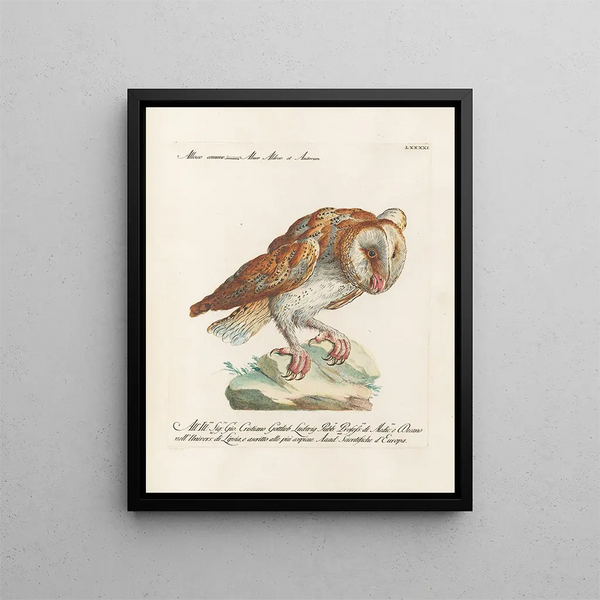 Ornithologie metodiskt bearbetad Pl091 - Saverio Manetti — inramlat konstverk på väggen