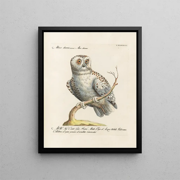 Ornithologie metodiskt bearbetad Pl093 - Saverio Manetti — inramlat konstverk på väggen