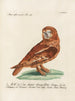 Ornithologie metodiskt bearbetad Pl096 - Saverio Manetti — vy av konstverket