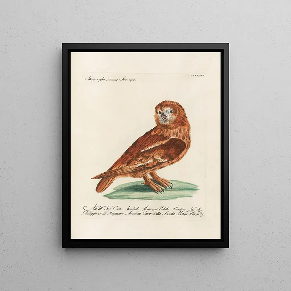 Ornithologie metodiskt bearbetad Pl096 - Saverio Manetti — inramlat konstverk på väggen