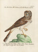 Ornithologie metodiskt bearbetad Pl097 - Saverio Manetti — vy av konstverket