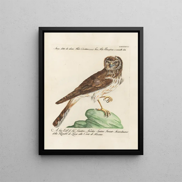 Ornithologie metodiskt bearbetad Pl097 - Saverio Manetti — inramlat konstverk på väggen