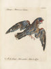 Ornithologie metodiskt bearbetad Pl099 - Saverio Manetti — vy av konstverket