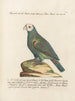 Ornithologie metodiskt bearbetad Pl109 - Saverio Manetti — vy av konstverket