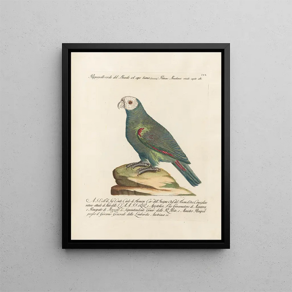 Saverio Manetti - Ornithologia methodice digesta Pl109.webp