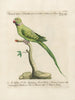 L'ornithologie méthodiquement digérée Pl123 - Saverio Manetti — vy av konstverket