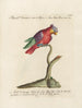 Ornithologie metodiskt bearbetad Pl128 - Saverio Manetti — vy av konstverket