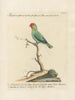 Ornithologie metodiskt bearbetad Pl130 - Saverio Manetti — vy av konstverket