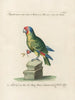 Ornithologie metodiskt bearbetad Pl132 - Saverio Manetti — vy av konstverket