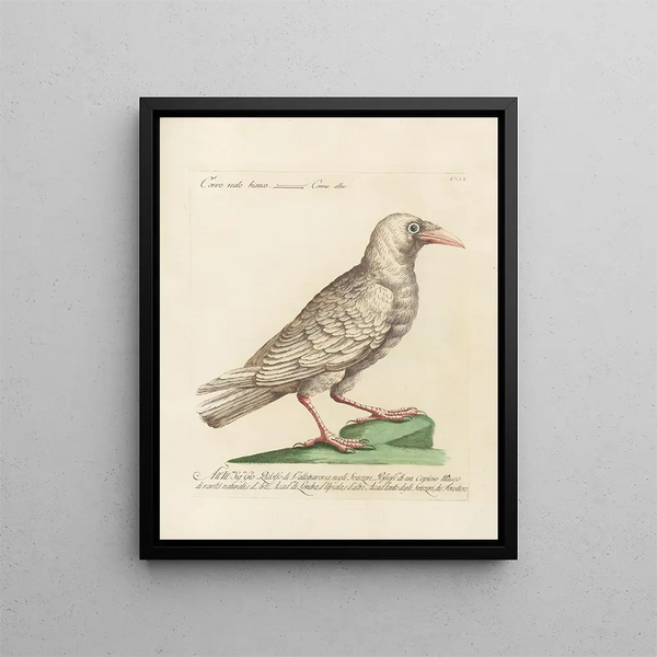 Ornithologie metodiskt bearbetad Pl138 - Saverio Manetti — inramlat konstverk på väggen