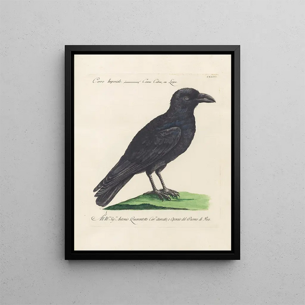 Ornithologie metodiskt bearbetad Pl140 - Saverio Manetti — inramlat konstverk på väggen