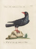 Ornithologie metodiskt bearbetad Pl146 - Saverio Manetti — vy av konstverket