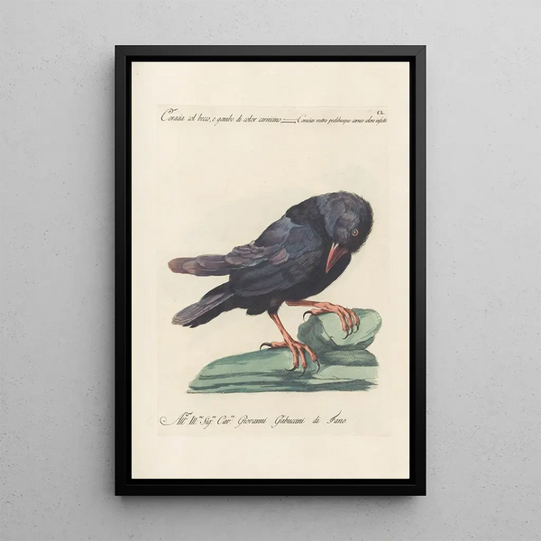Ornithologia methodice digesta Pl147 - Saverio Manetti — inramlat konstverk på väggen