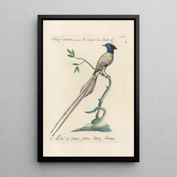 Ornithologia methodice digesta Pl154 - Saverio Manetti — inramlat konstverk på väggen