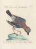 Ornithologie metodiskt bearbetad Pl156 - Saverio Manetti — vy av konstverket