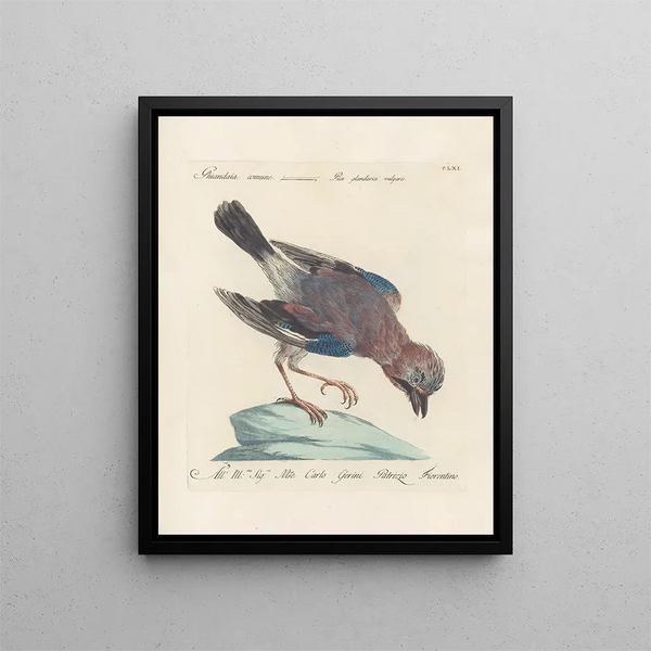 Ornithologie metodiskt bearbetad Pl156 - Saverio Manetti — inramlat konstverk på väggen