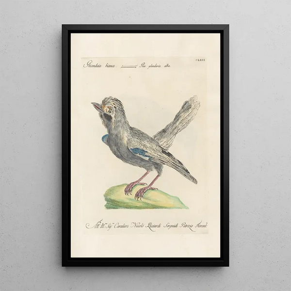 Ornithologia methodice digesta Pl157 - Saverio Manetti — inramlat konstverk på väggen