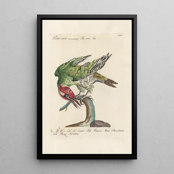 Ornithologia methodice digesta Pl160 - Saverio Manetti — inramlat konstverk på väggen